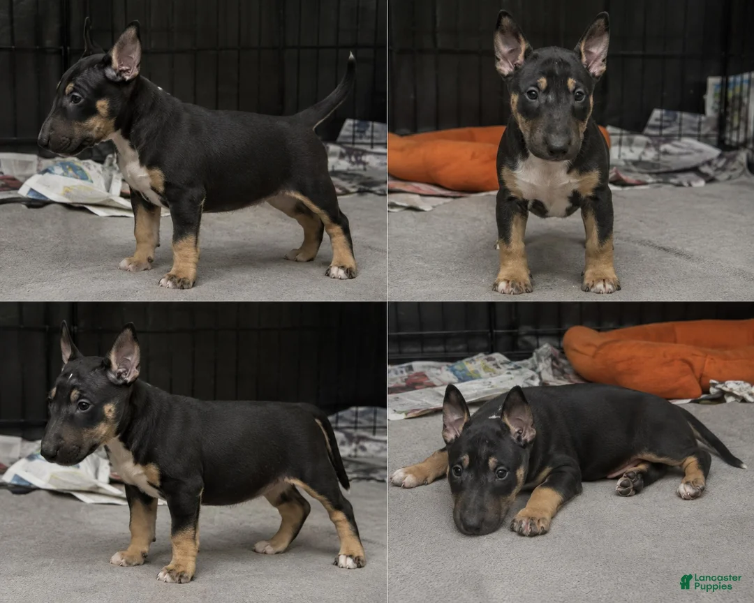 Miniature Bull Terrier dogs for sale: Miniature Bull Terrier 4 - Ad 1