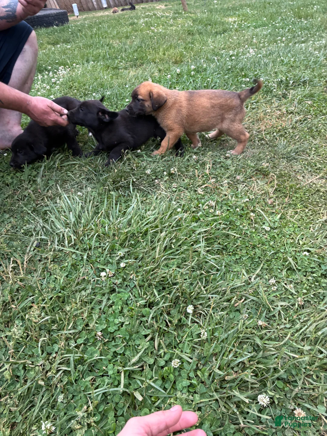 Mixed Breed dogs for sale: Mixed Breed Puppy 2 - Ad 1