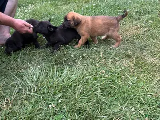 Mixed Breed dogs Mixed Breed Puppy 2 - Ad 40