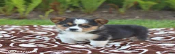 Mixed Breed dogs for sale: Snickers - Ad 4