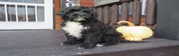 Portuguese Water Dog dogs for sale: Cody - Ad 3