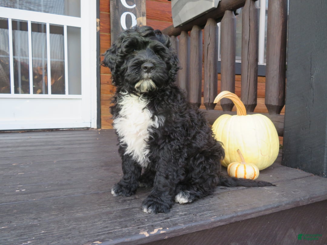 Portuguese Water Dog dogs for sale: Cody - Ad 3