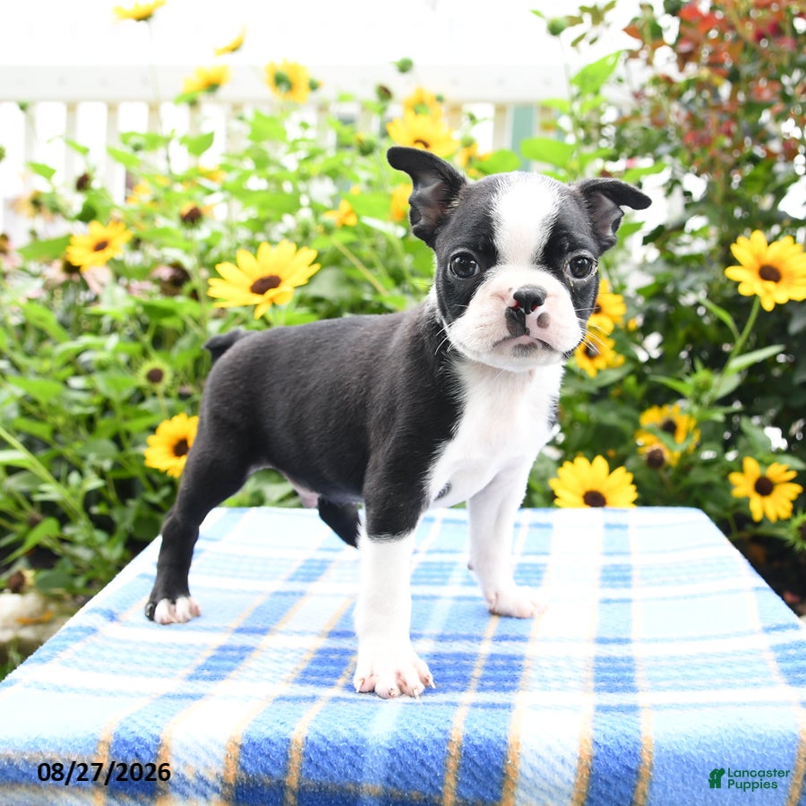Boston Terrier dogs Rascal - Ad 1
