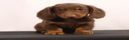 Dachshund dogs for sale: Hank  - Ad 10