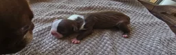 Boston Terrier dogs for sale: Boston Terrier Puppy 3 - Ad 6