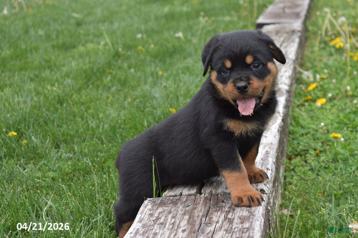 Rottweiler dogs Roscoe - Ad 1