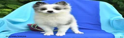 Pomeranian dogs for sale: Molly - Ad 5