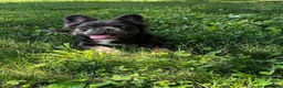 French Bulldog dogs for sale: Bella - Ad 11
