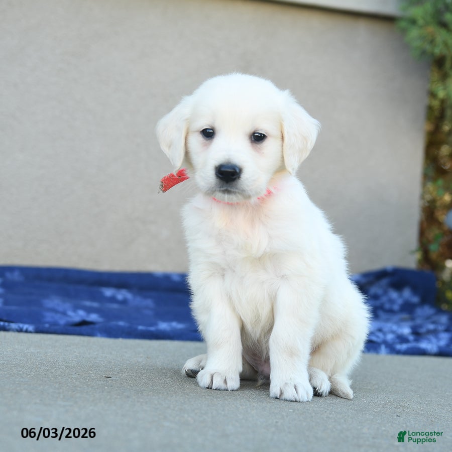 Golden Retriever dogs Floyd - Ad 1