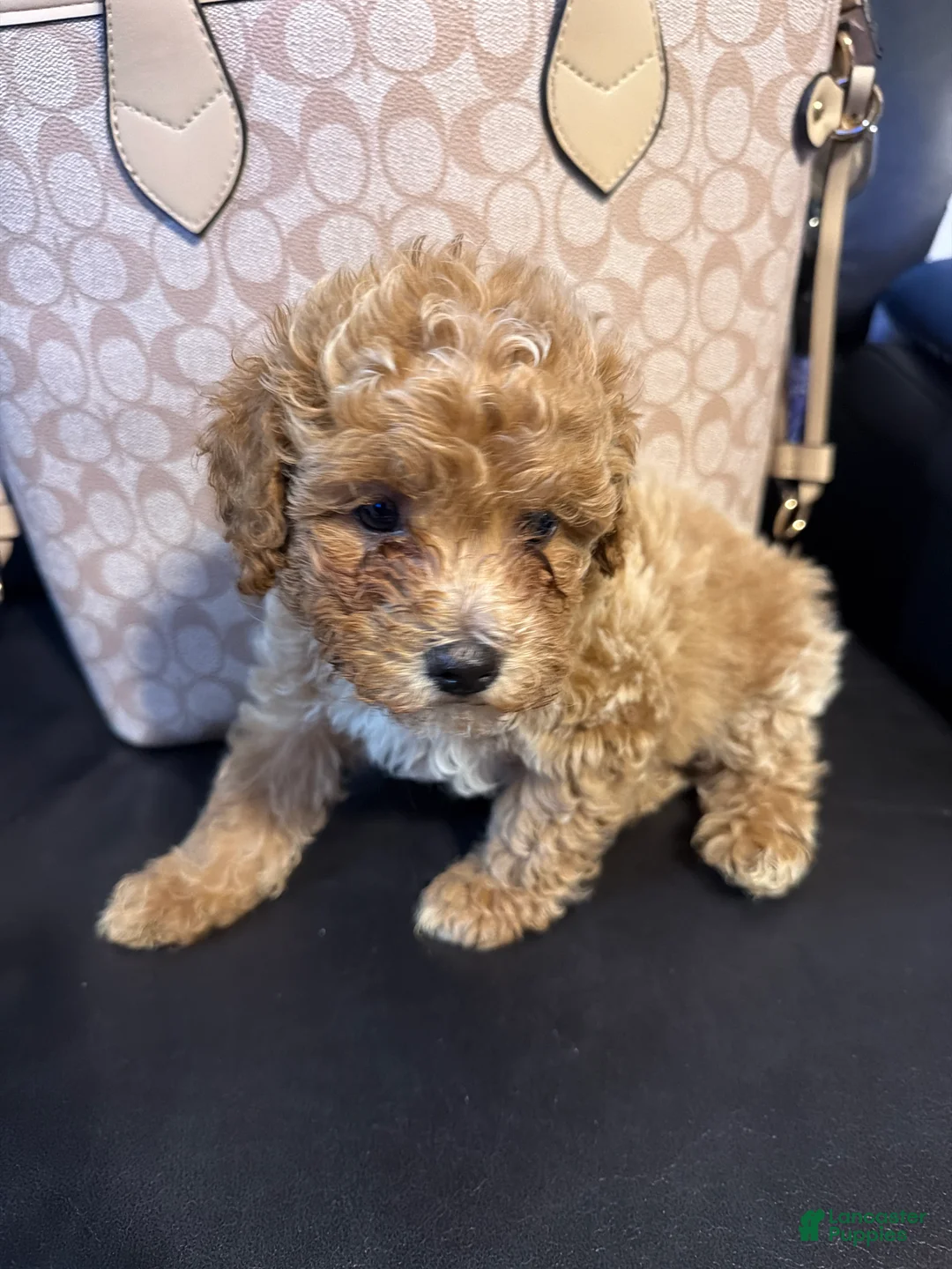 Shihpoo dogs for sale: Shihpoo 4 ~ prince - boy  - Ad 2