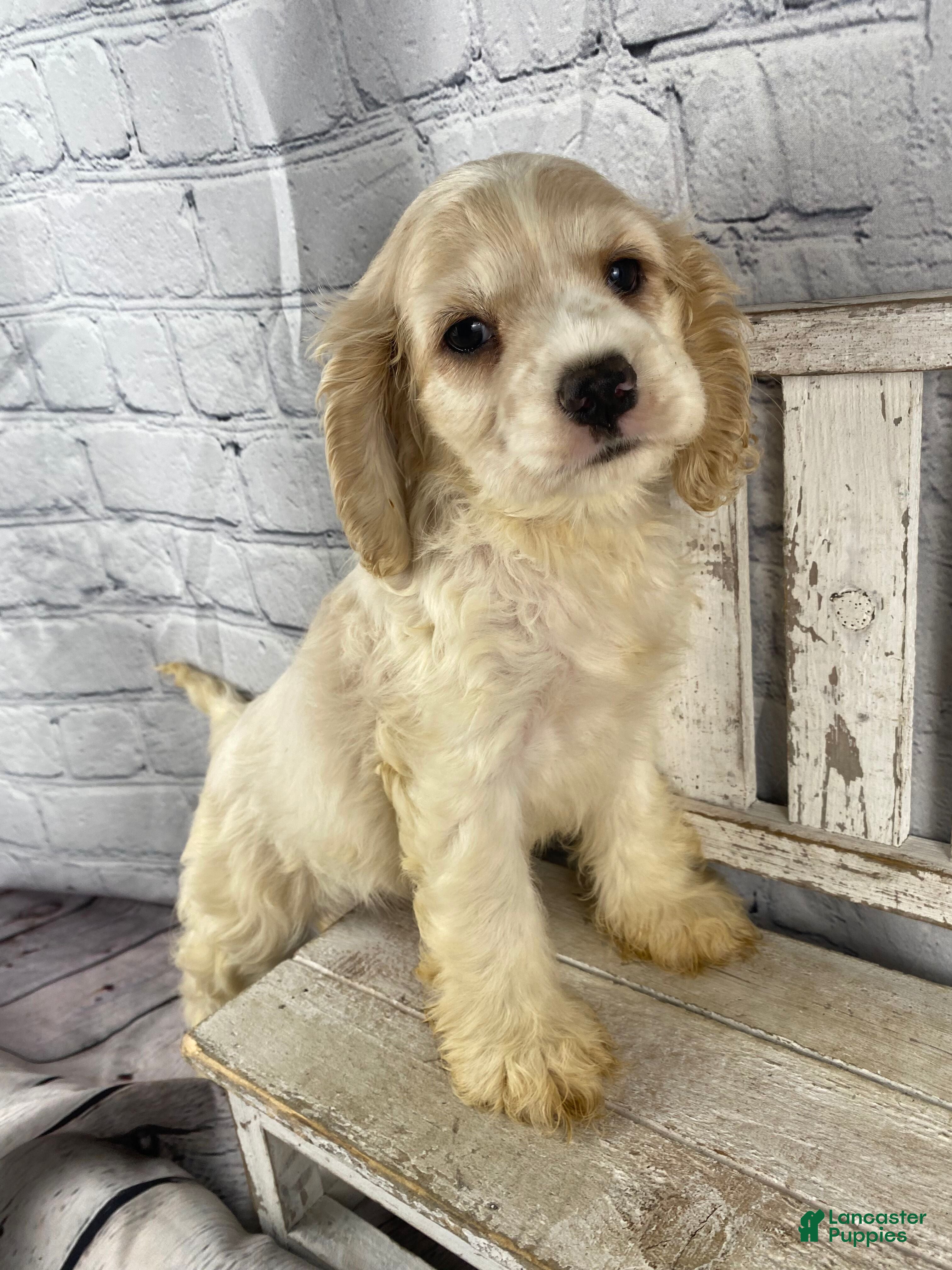 Cocker Spaniel dogs Maple - Ad 1