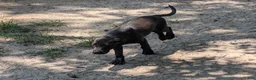 Labrador Retriever dogs for sale: Labrador Retriever 3 - Ad 4