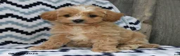 Shihpoo dogs for sale: Bailey - Ad 4