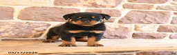 Rottweiler dogs for sale: Klondike - Ad 4