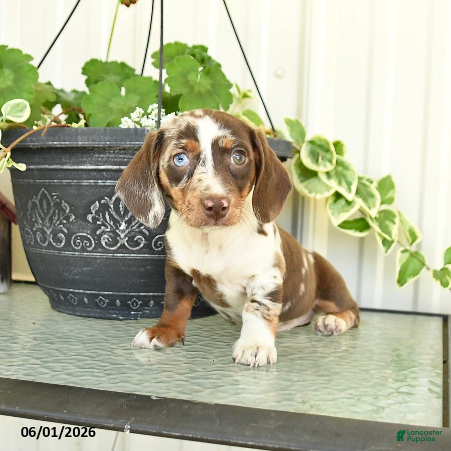 Dachshund dogs Lilac - Ad 1