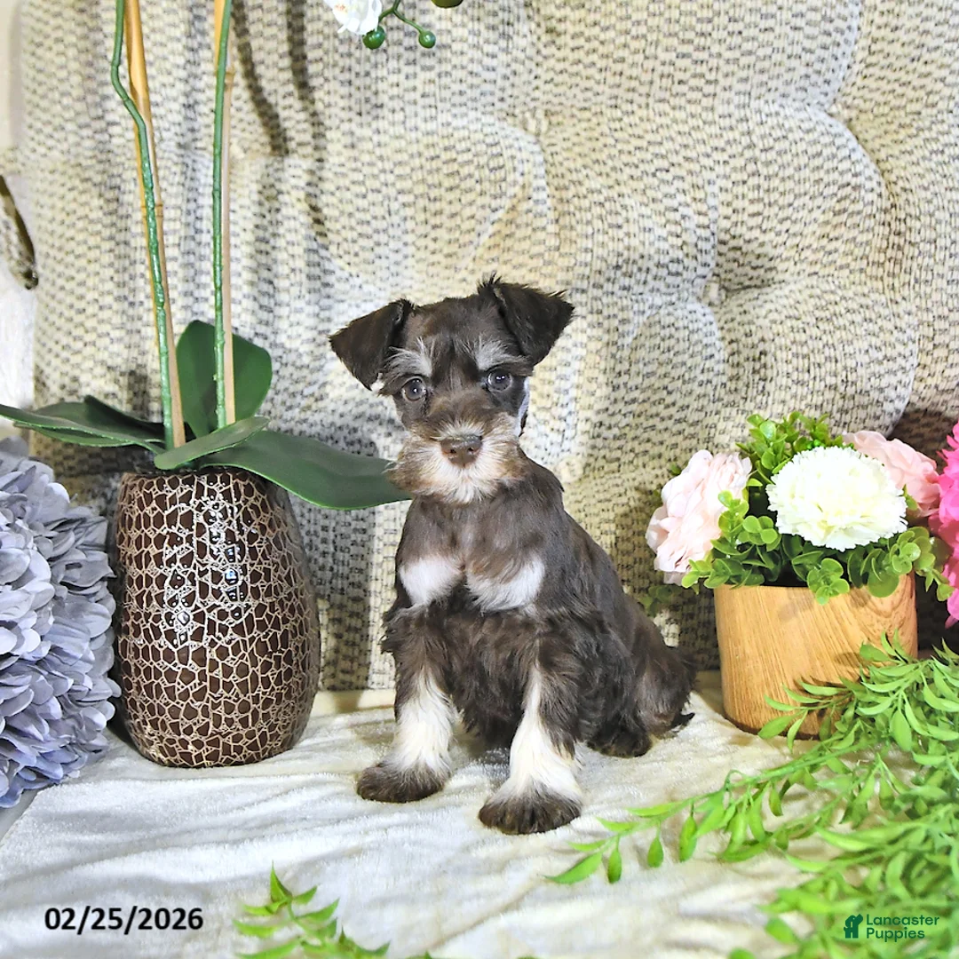 Miniature Schnauzer dogs for sale: Koby - Ad 4