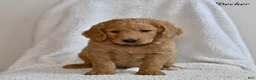 Goldendoodle dogs for sale: Decker - Ad 4