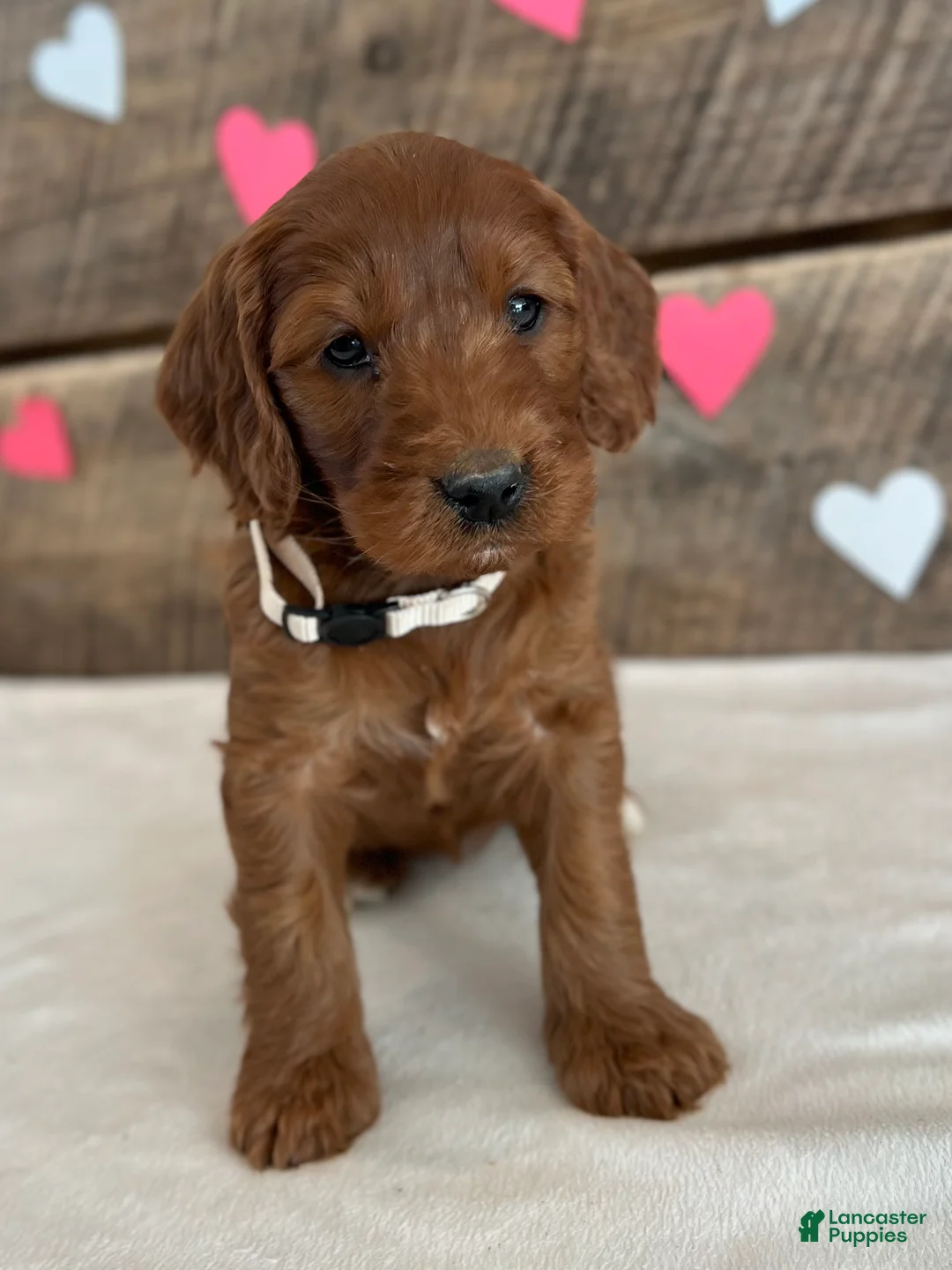 Irish Doodle dogs for sale: Sage - Ad 12