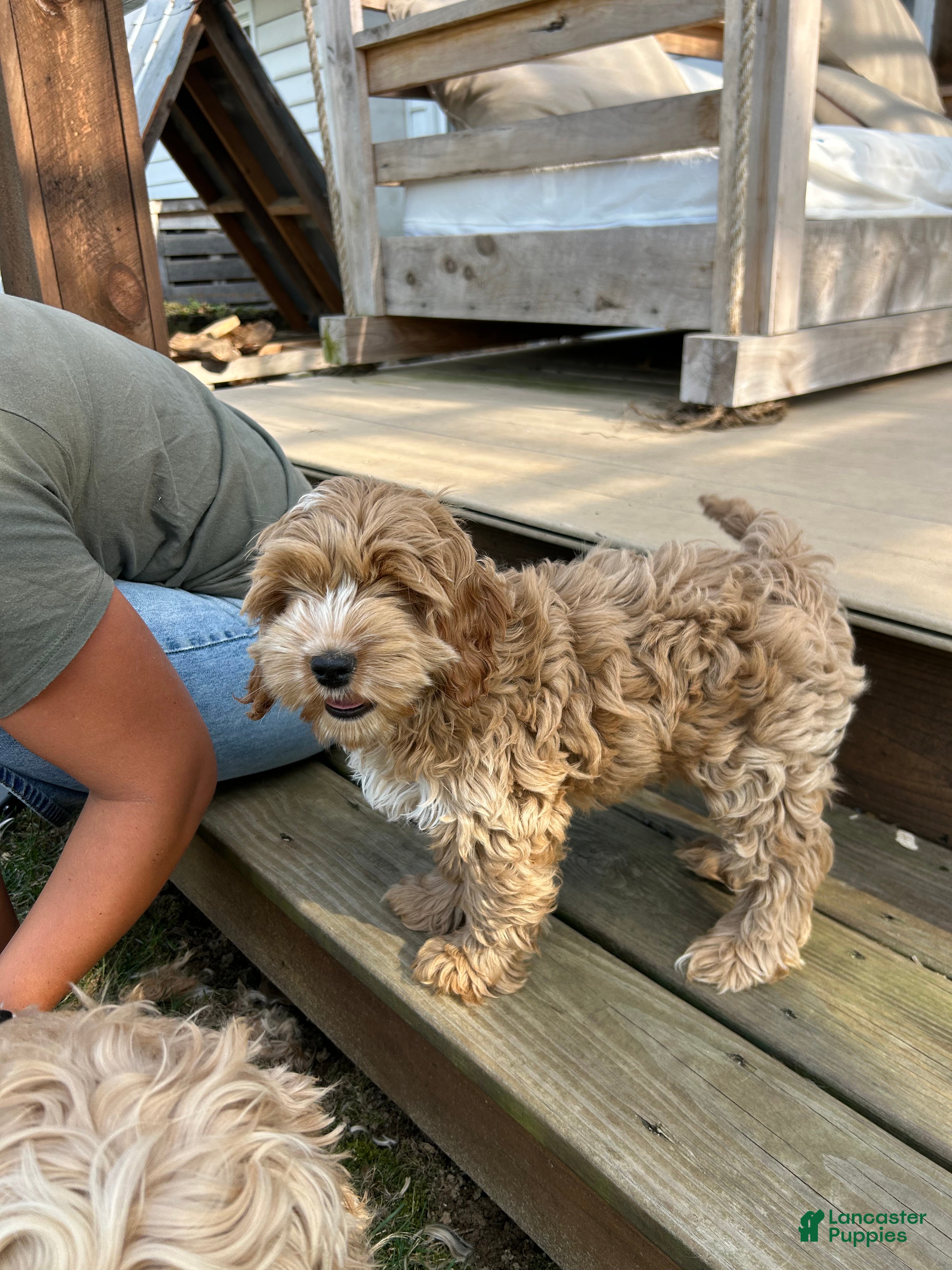 Cockapoo dogs Chip  - Ad 1