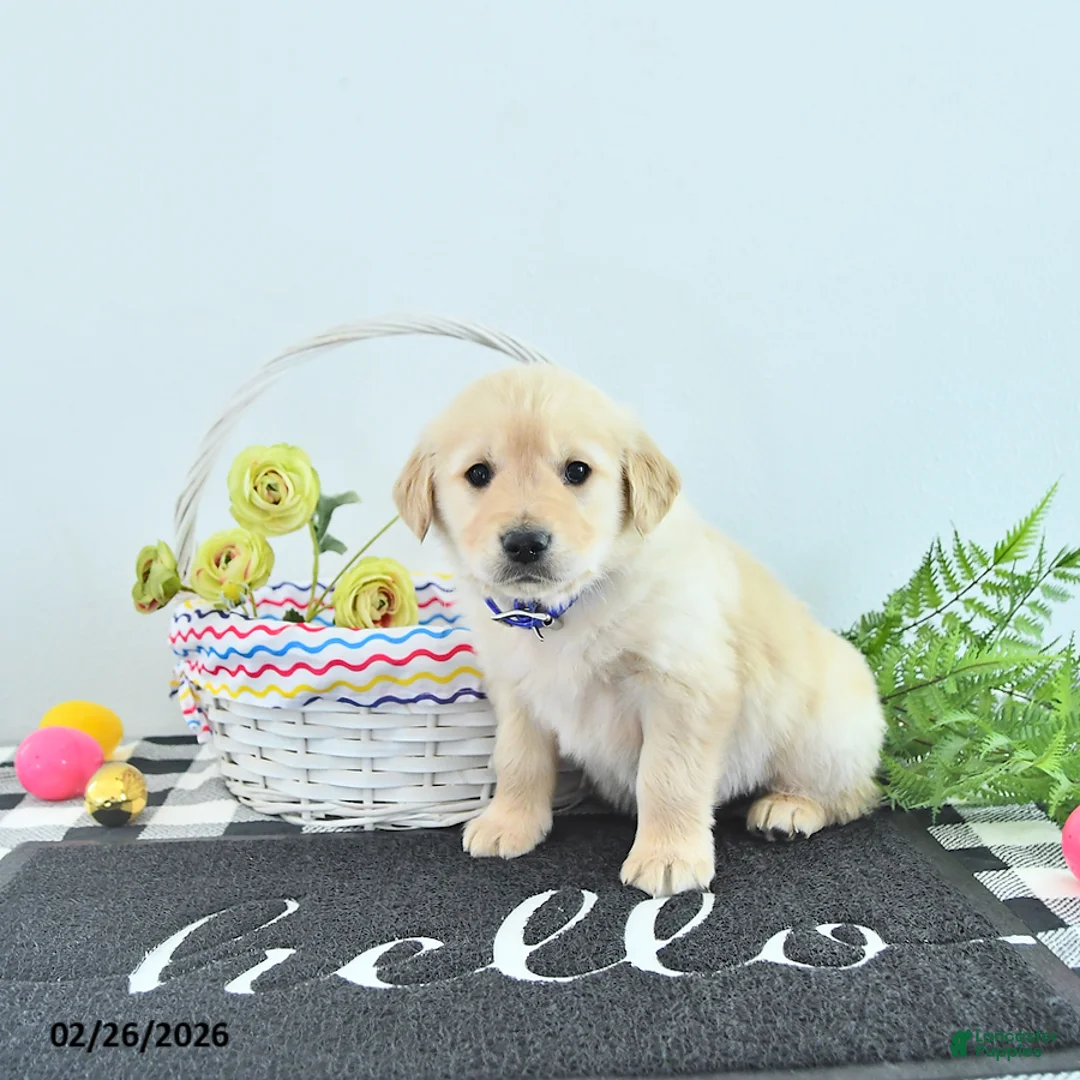 Golden Retriever dogs for sale: Riley - Ad 2