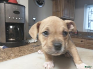 American Bully dogs - Ad 27