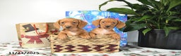 Miniature Dachshund dogs for sale: Russell - Ad 4