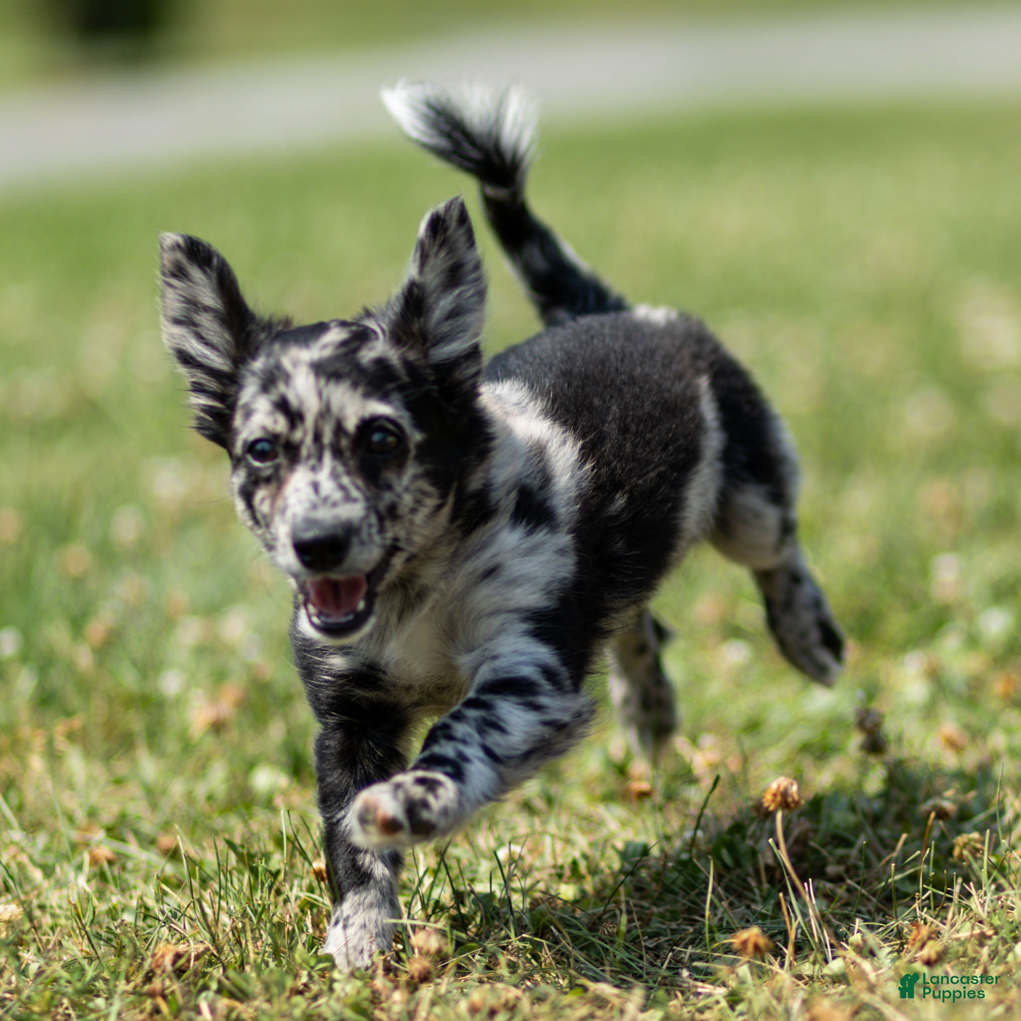 Chihuahua dogs Ryder Chihuahua Puppy  - Ad 1