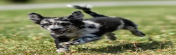 Chihuahua dogs for sale: Ryder Chihuahua Puppy  - Ad 1