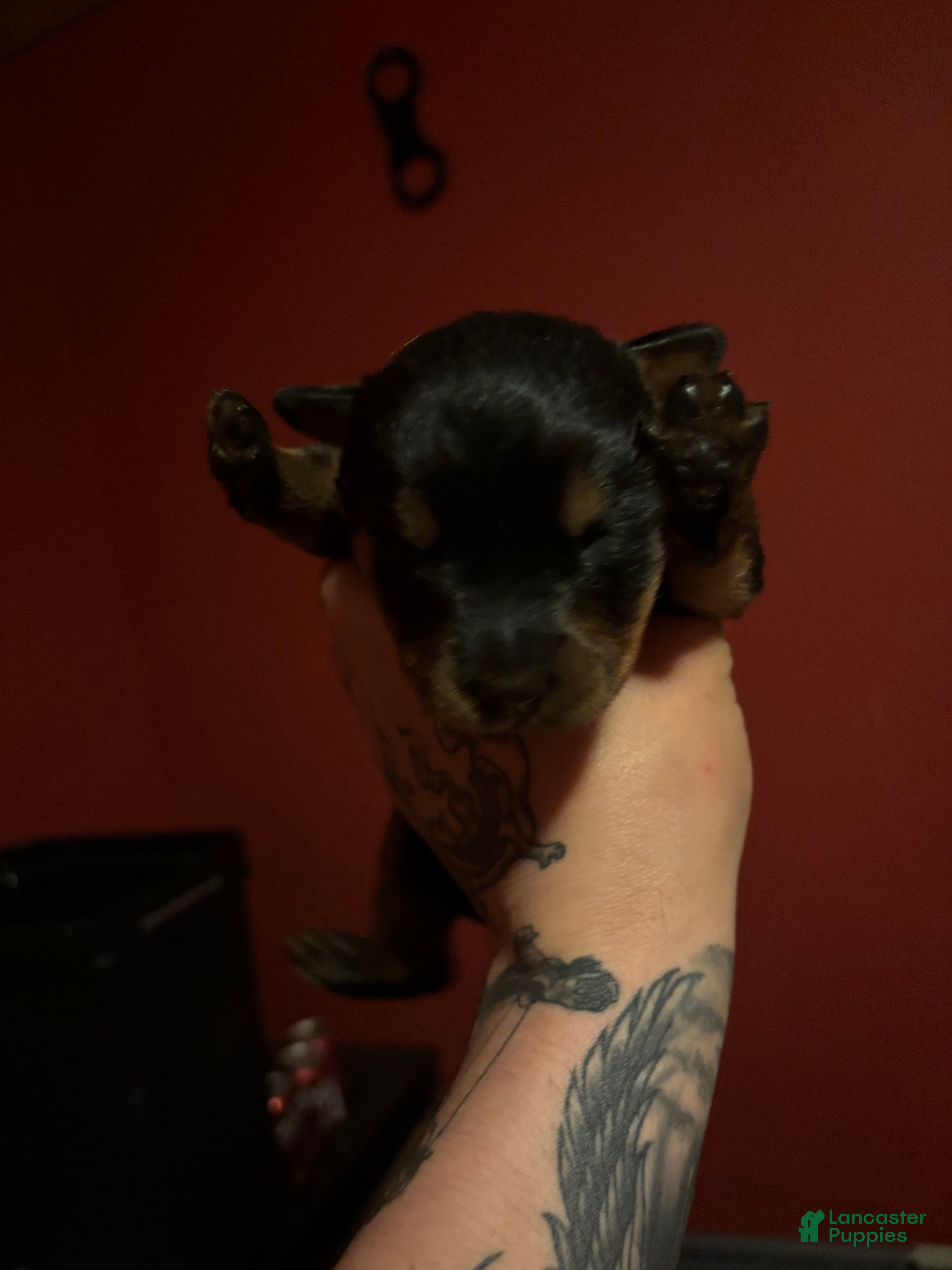 Rottweiler dogs Rottweiler Puppy 2 - Ad 29