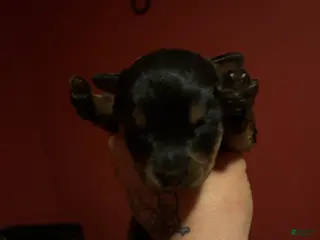 Rottweiler dogs Rottweiler Puppy 2 - Ad 29