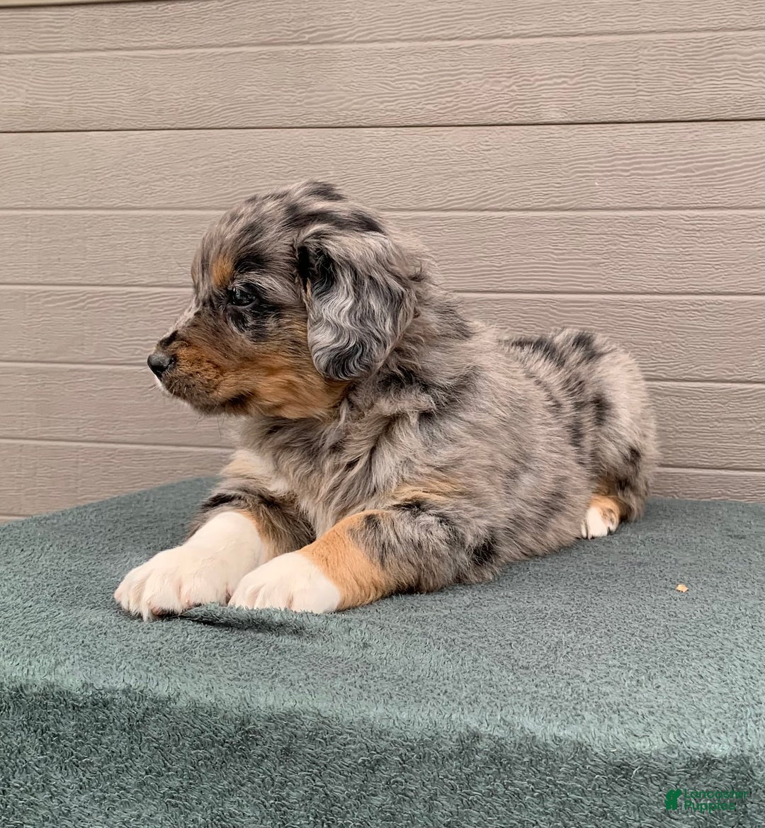 Aussiedoodle dogs for sale: Jenny - Ad 6