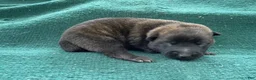 Mixed Breed dogs for sale: Male Puppy 1 - Ad 3