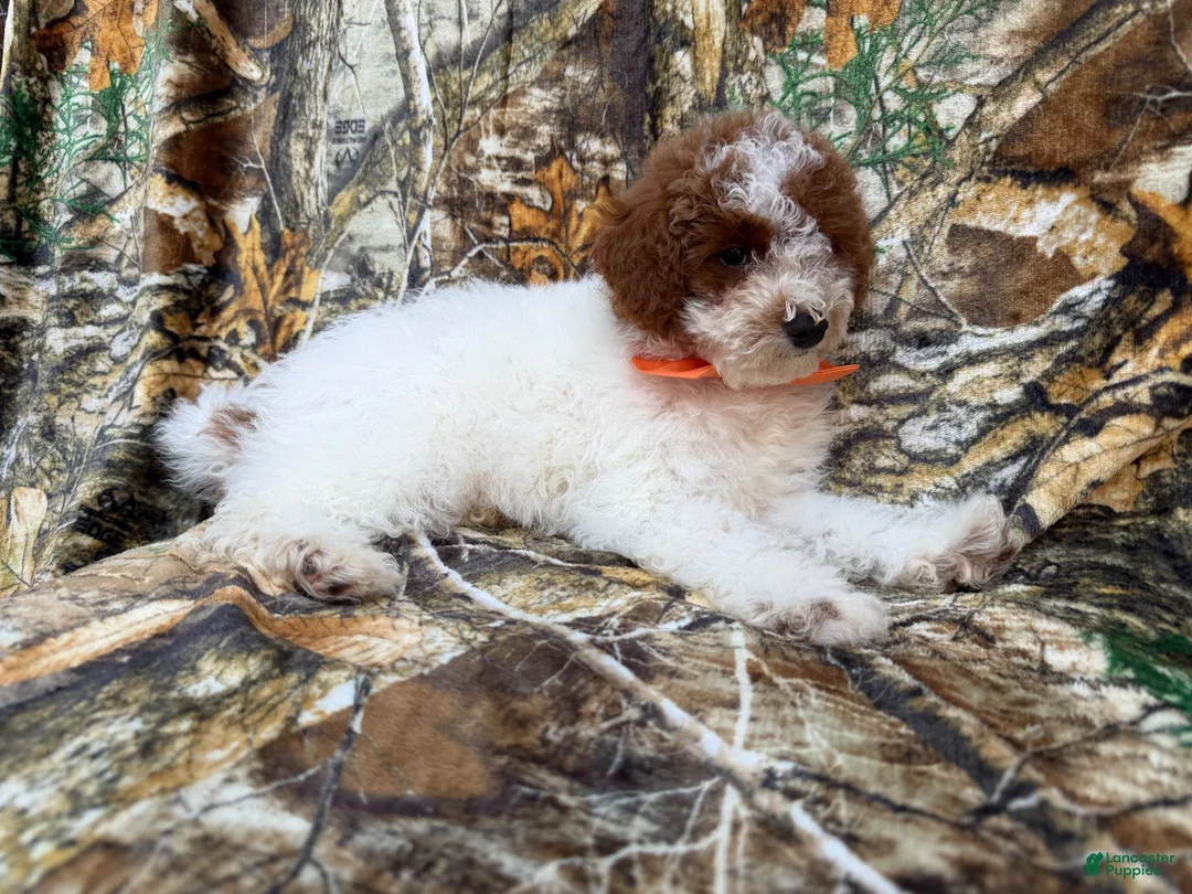 Miniature Poodle dogs for sale: Chip - Ad 2