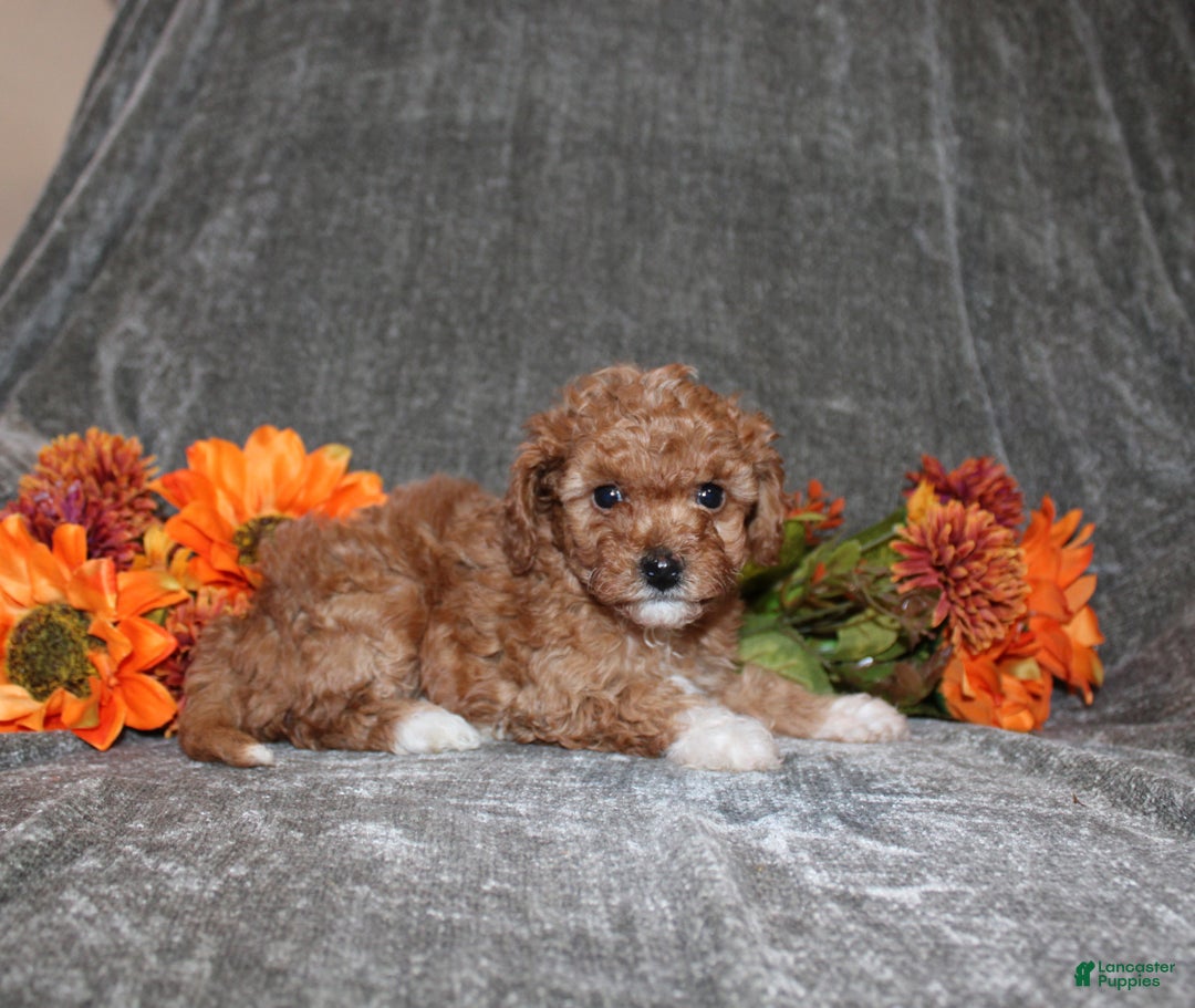 Yorkiepoo dogs for sale: Kara - Ad 4