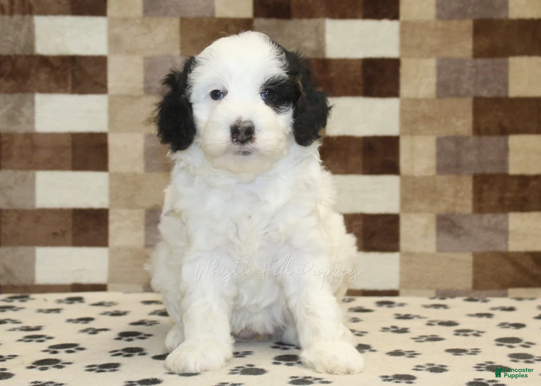 Mini Bernedoodle dogs for sale: Lily - Ad 3