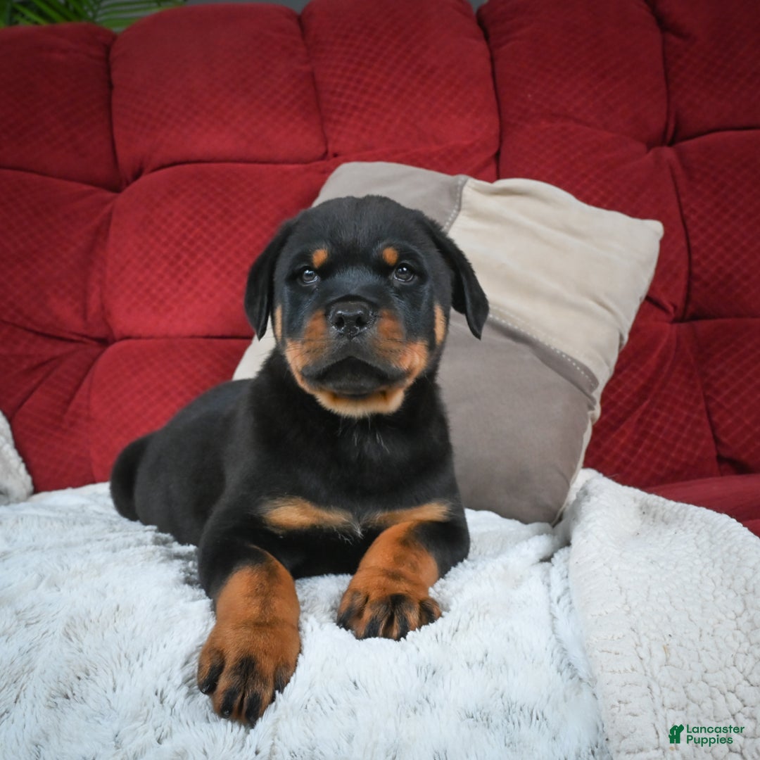 Rottweiler dogs for sale: Griffin / Mocha – Santos Ad-Dirah - Ad 8