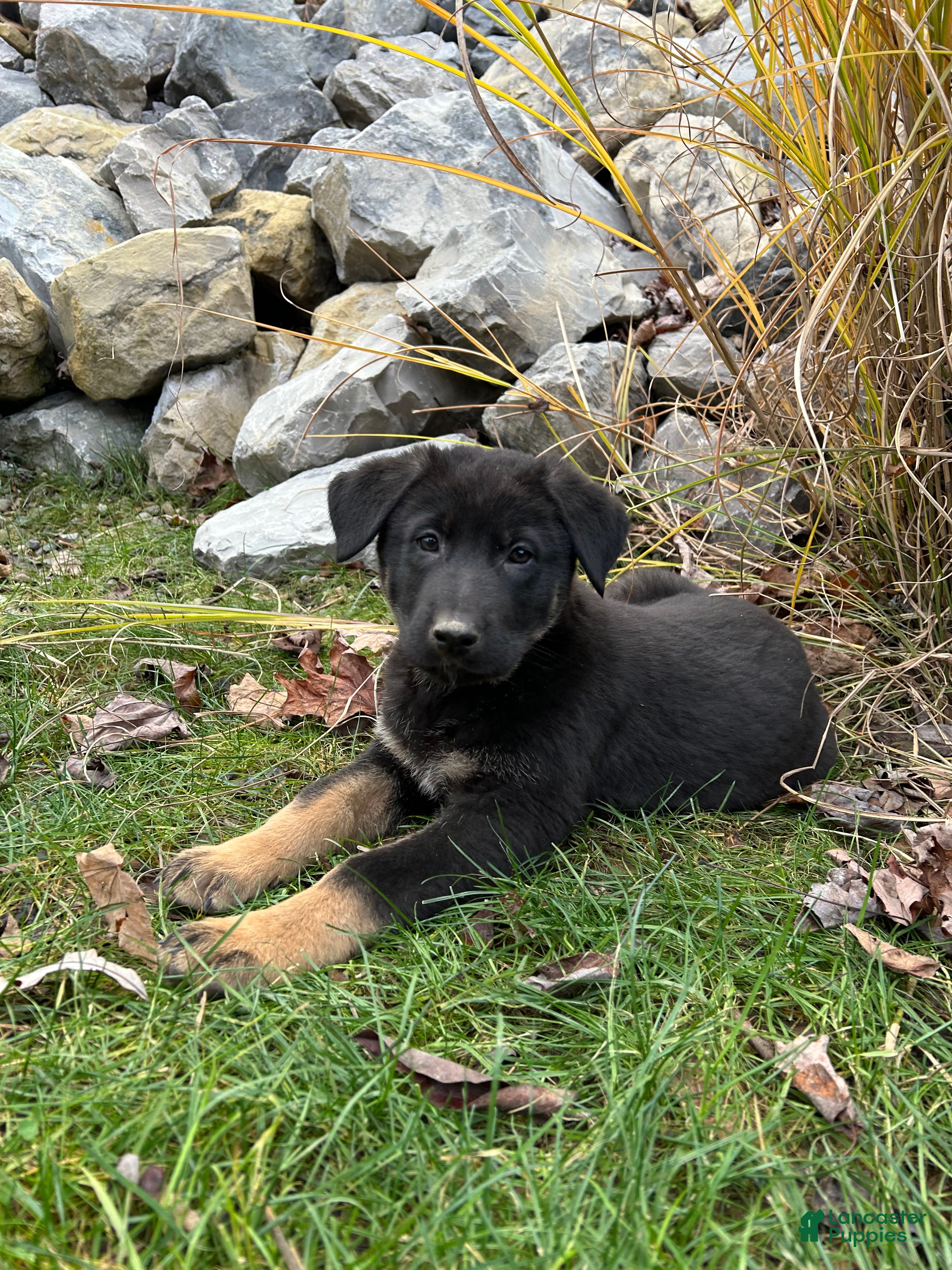 German Shepherd dogs Falcon  - Ad 33