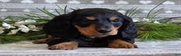 Miniature Dachshund dogs for sale: Donny - Ad 7