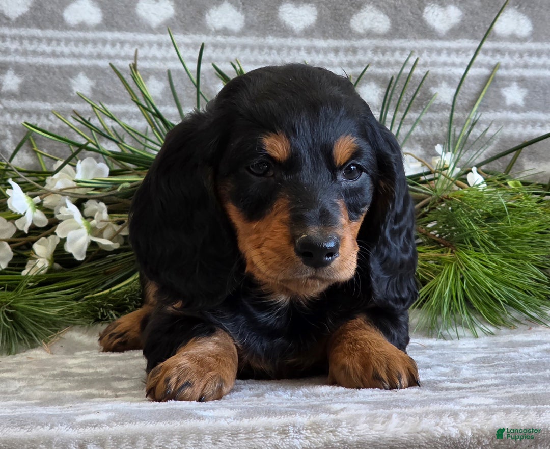 Miniature Dachshund dogs for sale: Donny - Ad 7