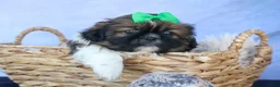 Shih Tzu dogs for sale: RUSTY - Ad 16