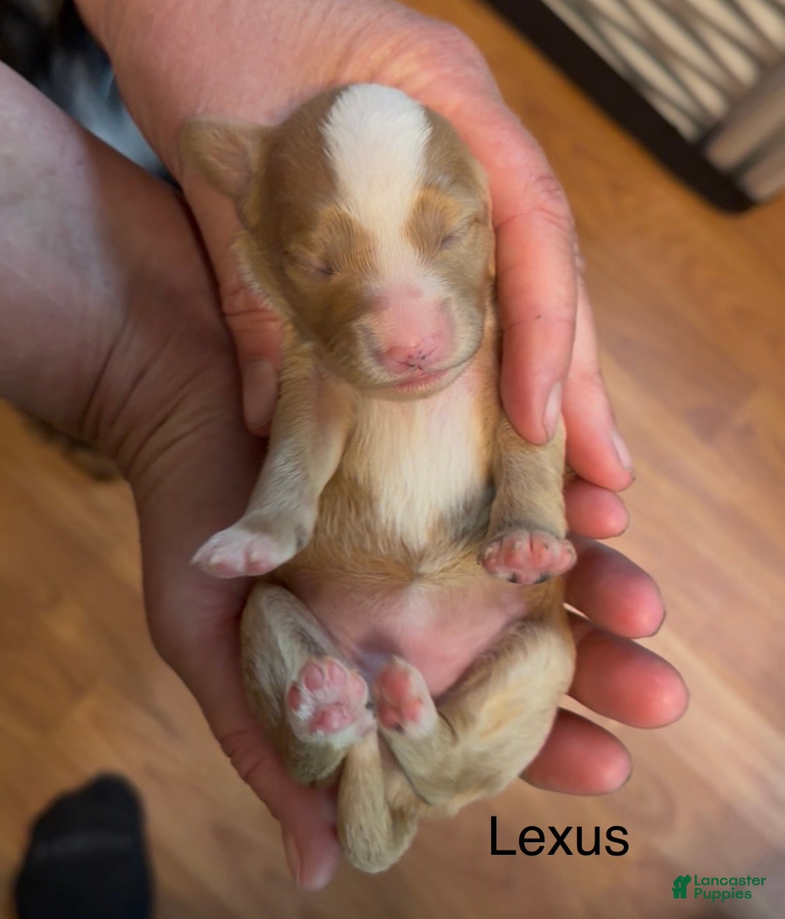 Mixed Breed dogs for sale: Lexus - Ad 3