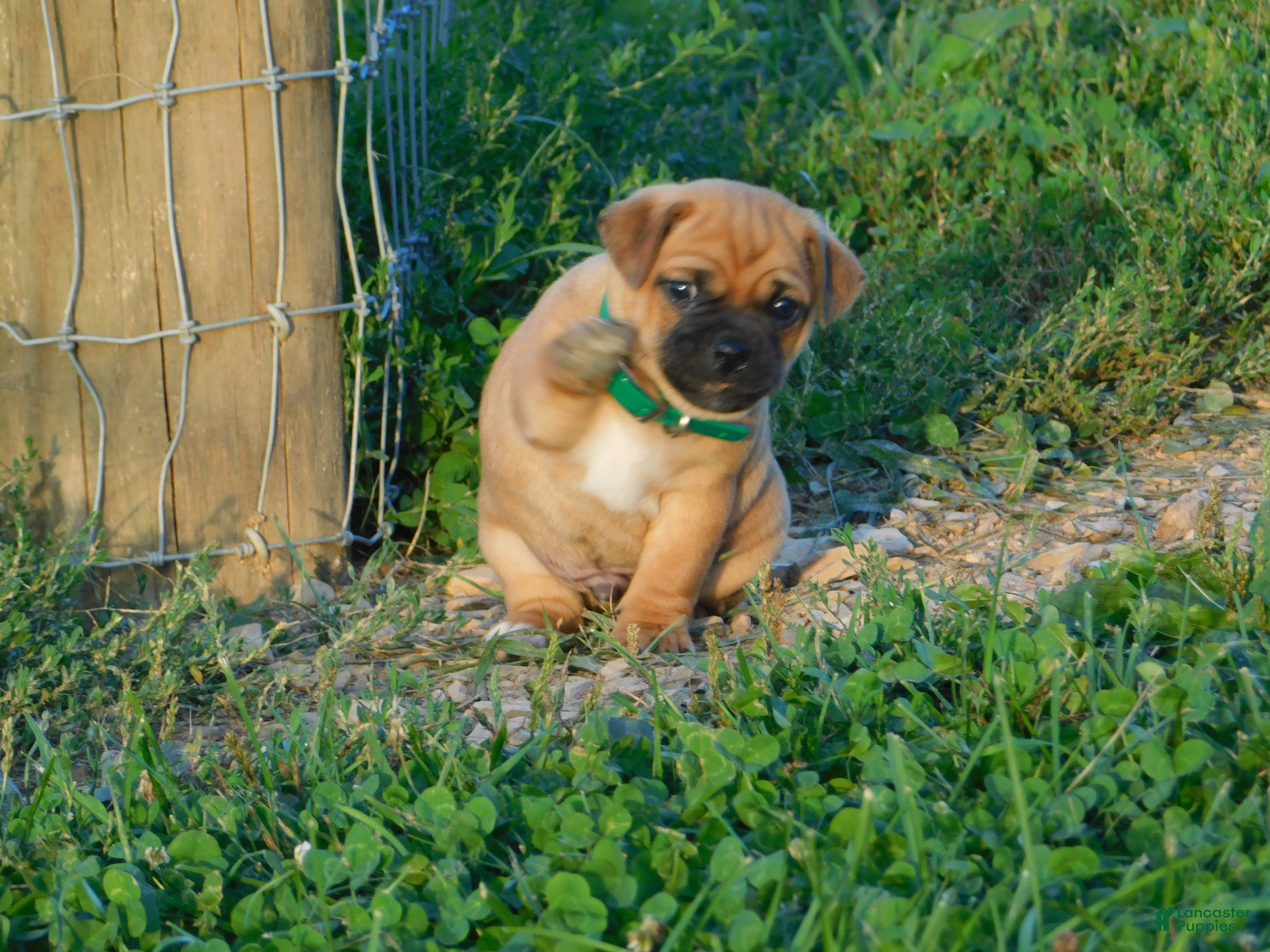 Jug dogs Gus - Ad 1