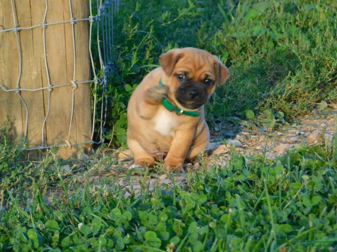 Jug dogs for sale: Gus - Ad 1