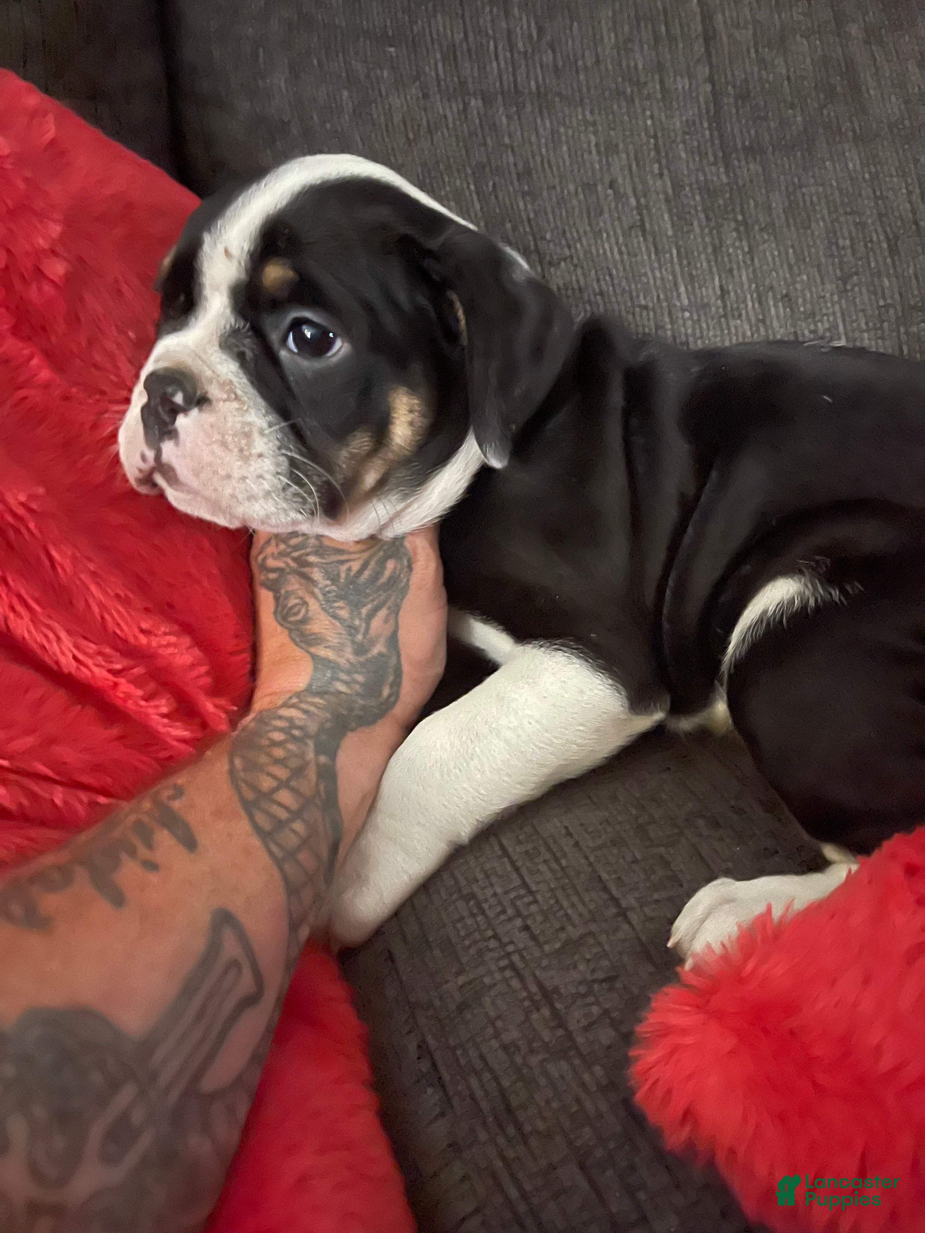 English Bulldog dogs English Bulldog 2 - Ad 11