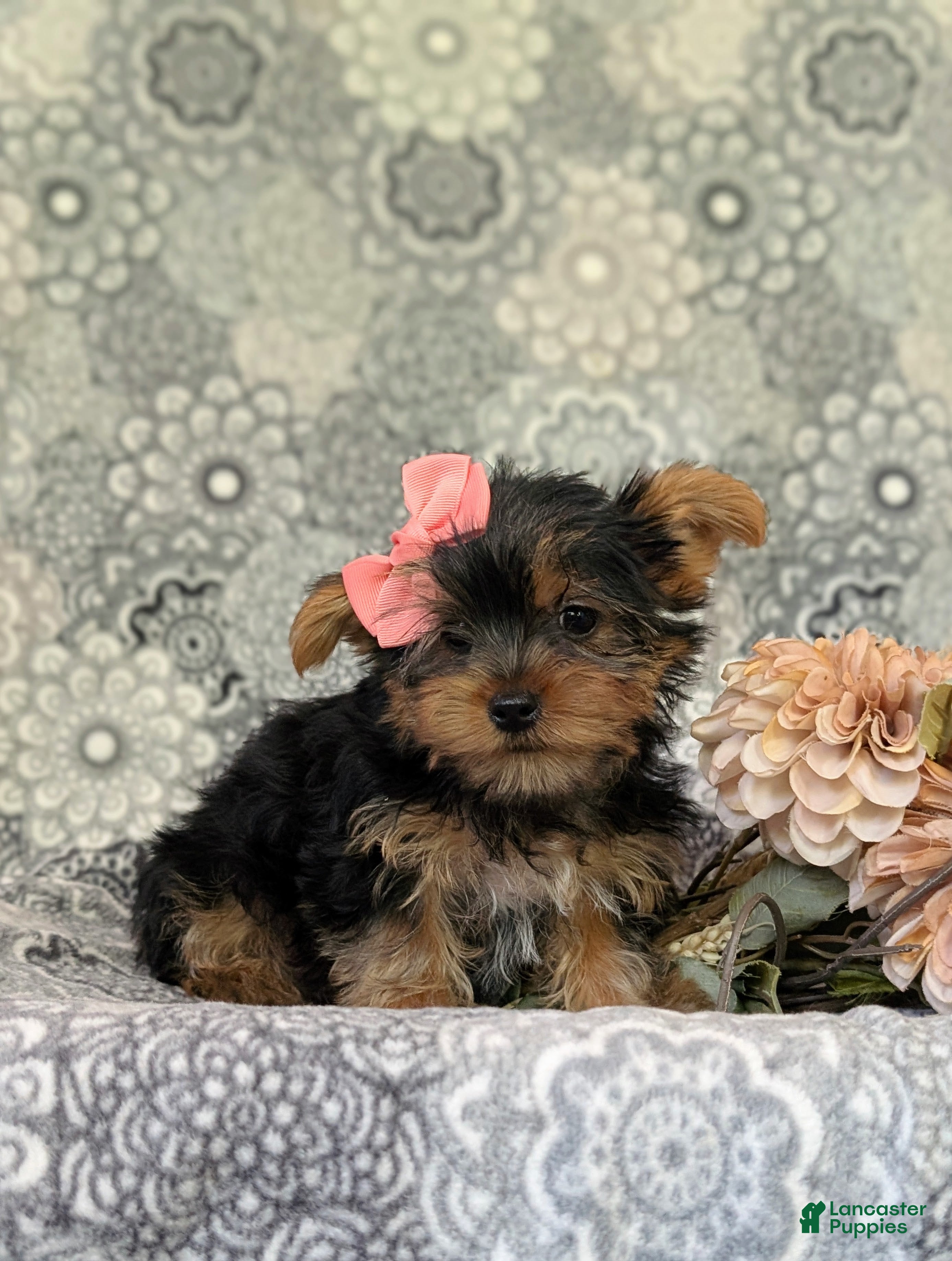 Yorkshire Terrier dogs for sale: Lindie 7 lbs Full Grown - Ad 4