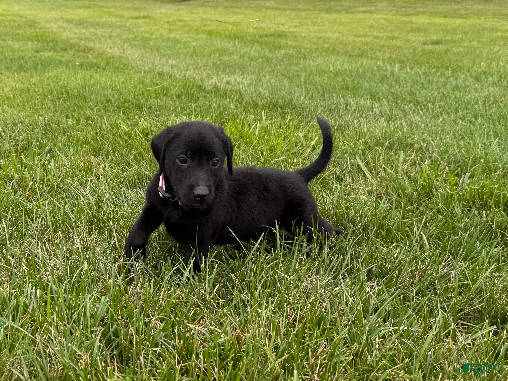 Labrador Retriever dogs Maggie - Ad 2