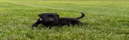 Labrador Retriever dogs for sale: Maggie - Ad 2
