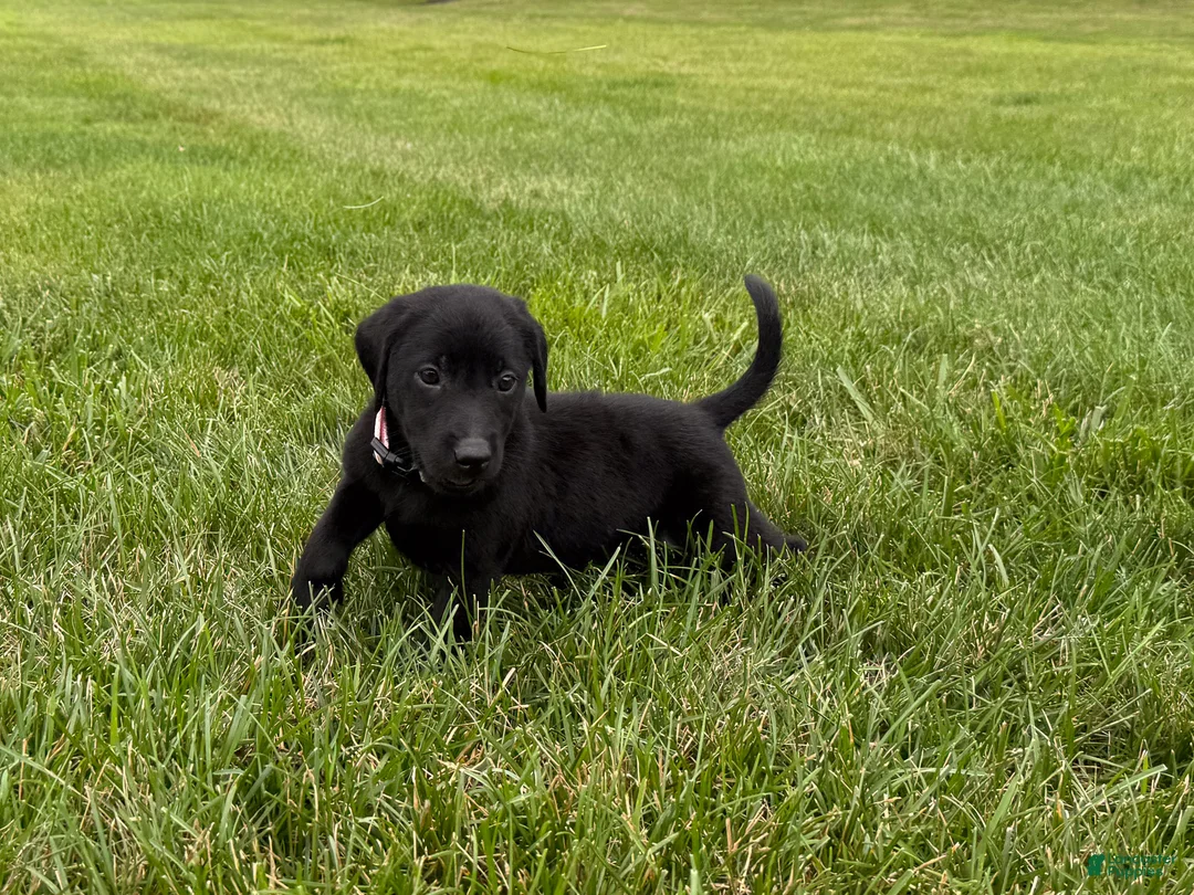Labrador Retriever dogs for sale: Maggie - Ad 2