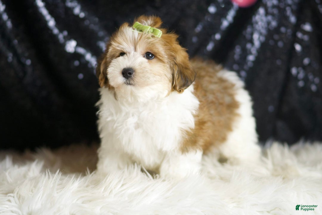 Yorkiepoo dogs for sale: Archie - Ad 3