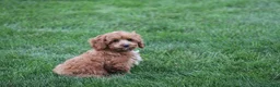 Cavapoo dogs for sale: Benni - Ad 6